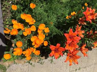 Hostal Olya Guest House