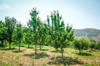 Hostal Ayrivank Guest House