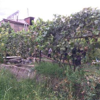 Bed & Breakfast Ureni