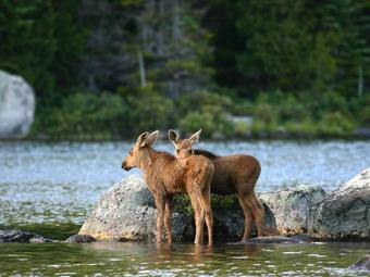 301 Adams Pond Rd Cottage