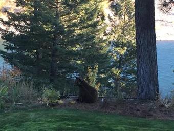 Where The River Flows And Eagle Soar