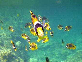 Kehena Treetop Bungalow