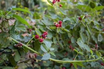 Lees Secret Garden Home