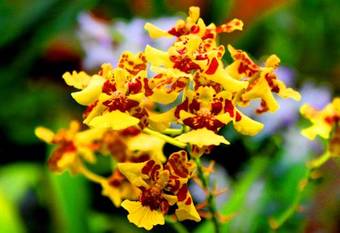 Albergue Hostal Victoria Volcan Chiriqui