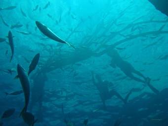 Hotel Copa De Arbol Beach & Rainforest Resort