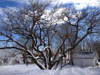 Mulberry Bed & Breakfast
