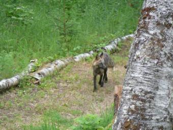 Meandering Moose Cabins