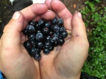 Lille Carlsson's B&B