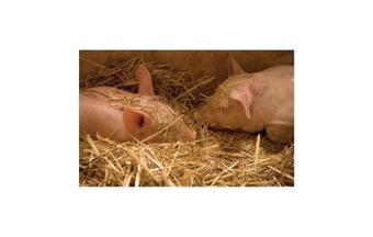 Holiday Home Tomelilla 03