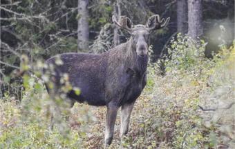 Two-bedroom Holiday Home In Arjang