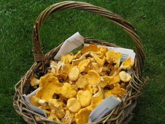 Lodge Tildas Urshult