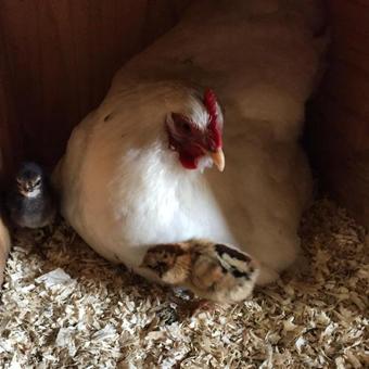 Agroturismo Lindeborgs Eco Retreat