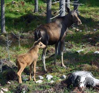 Fredsberg Apartments