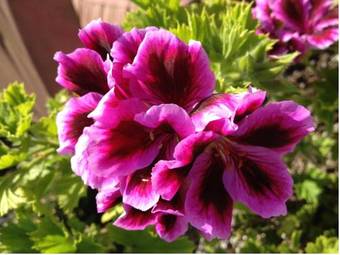 Posada Ocean Echo Inn & Beach Cottages