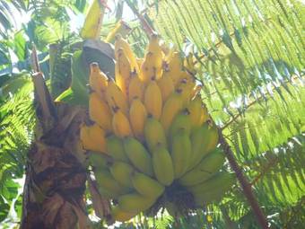 Banyan Tree Bed And Breakfast Retreat