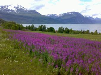 Guesthouse Haltinmaa