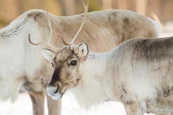 Villa Luxury Cottage Laukkala