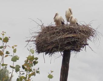 Hotel Baza Otdykha Checheli