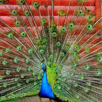 Agrousadba Naturlich