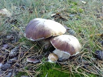 Hostal Baza Otdykha Dikanyka