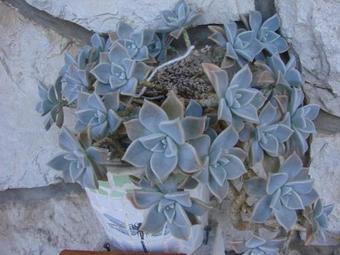 Hostal X-rooms Mljet