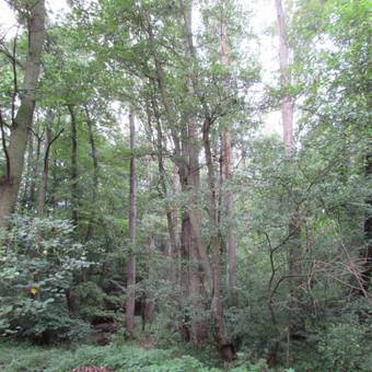 Apartamento Ferienwohnung "eifelstueffje"