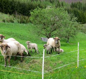 Romantische Ferienh�tte Ennstaler Nat Kalkalpen Bis 6 Personen