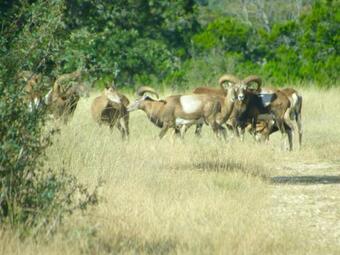 Agroturismo Hunters Cabin