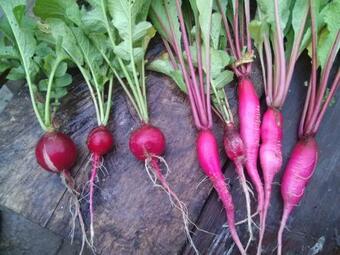 Hotel Bamboo Resort And Atv Park