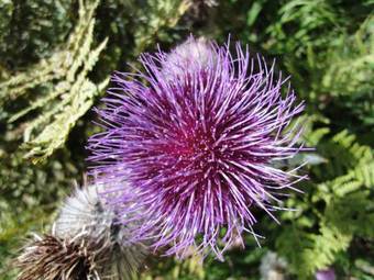 Hostal Pension - Caf� Sch�ne Welt