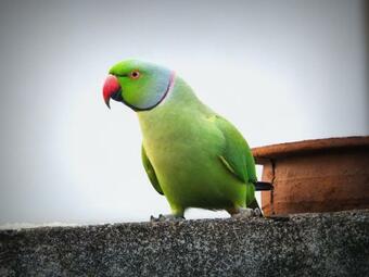 Bed & Breakfast Emildale Villa