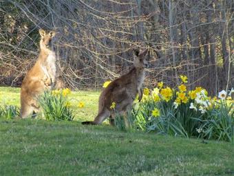 Hotel Braeside Mount Macedon Country Retreat Bed And Breakfast