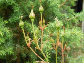 Apartmani Smreka Vla?i?