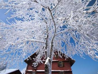 Cozy Holiday Home In Kandergrund With Bl�mlisalp View