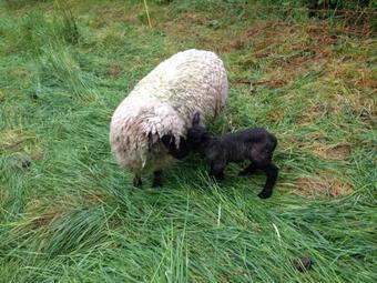Apartamento Ferienhaus Idolsberg