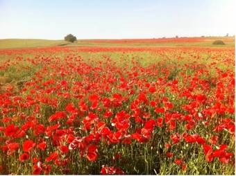 Hostal Dw�r Barocco