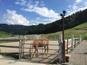 Agroturismo Haflingerhof Fr�hboden