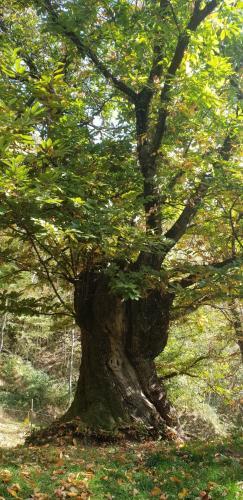 Hostal Residenza Giardino