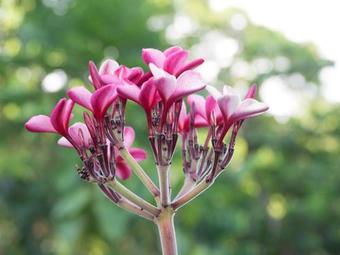 Paradiselodge - Tempel