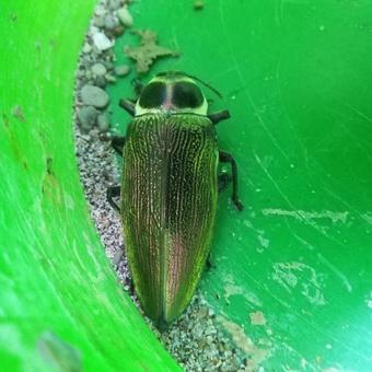 Bar'coquebrado Camping