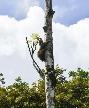 Casa Arboleda-full House By The River And Forest.