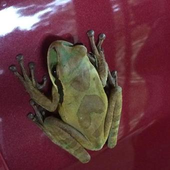 Bed & Breakfast Torre Alta Lodge