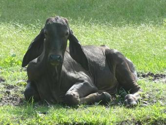 Studio Pilon De Pavones