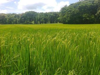 Lodge Jolly's Jungle Villa