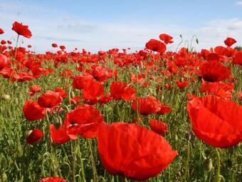 Modern Cottage Near Lake In Neu Poserin