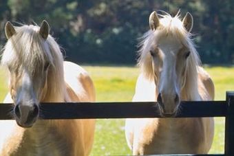 Europe Hotel And Resort