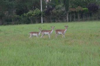 Bed & Breakfast Domaine Shambala
