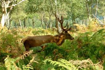 Vakantiepark Les Onays III