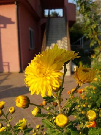 Apartments Lazarevi?