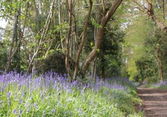 The Georgian Apartment